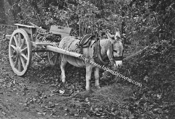 DONKEY AND CART